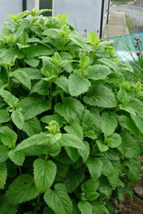 Lemon Balm