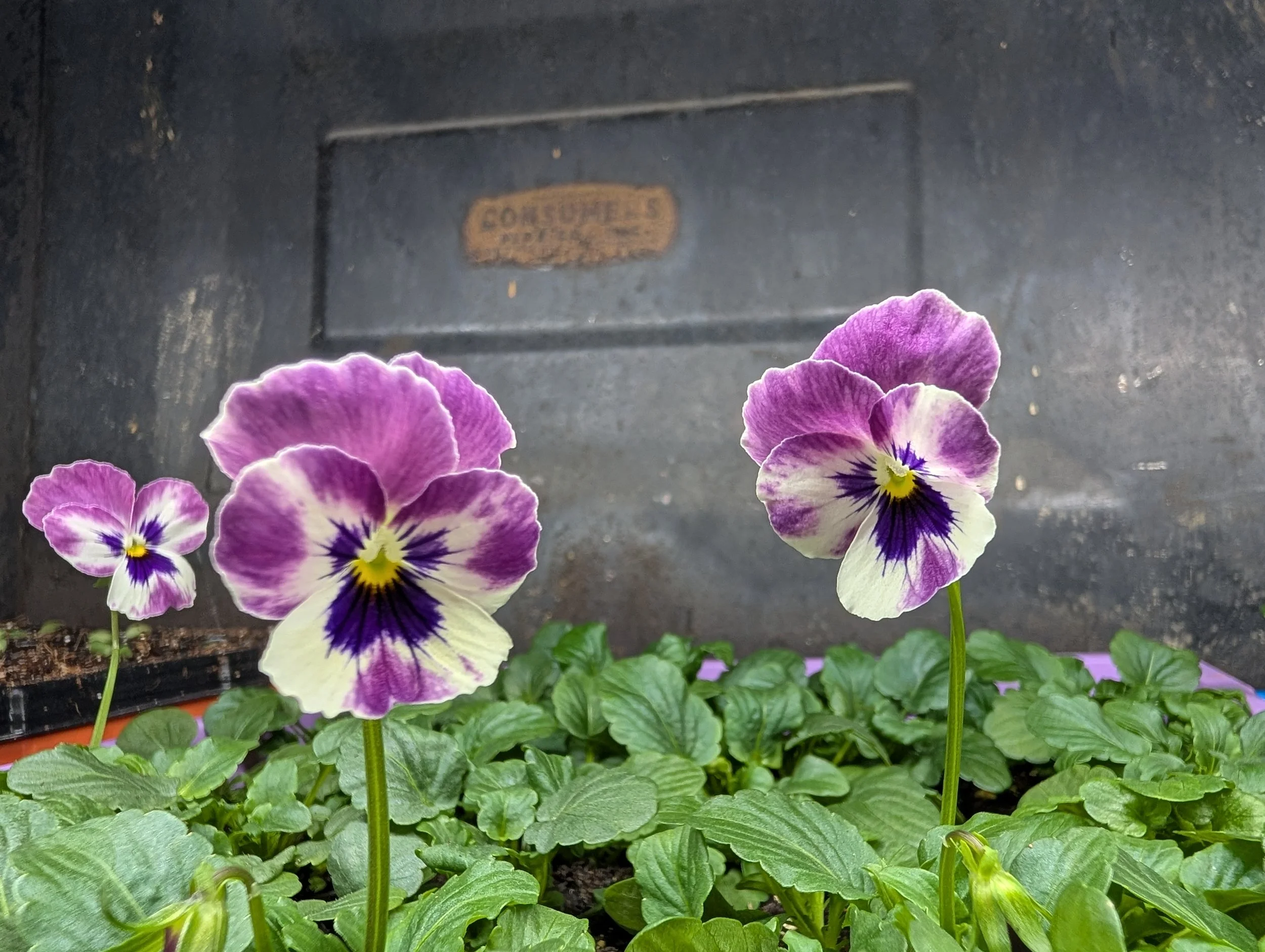Viola