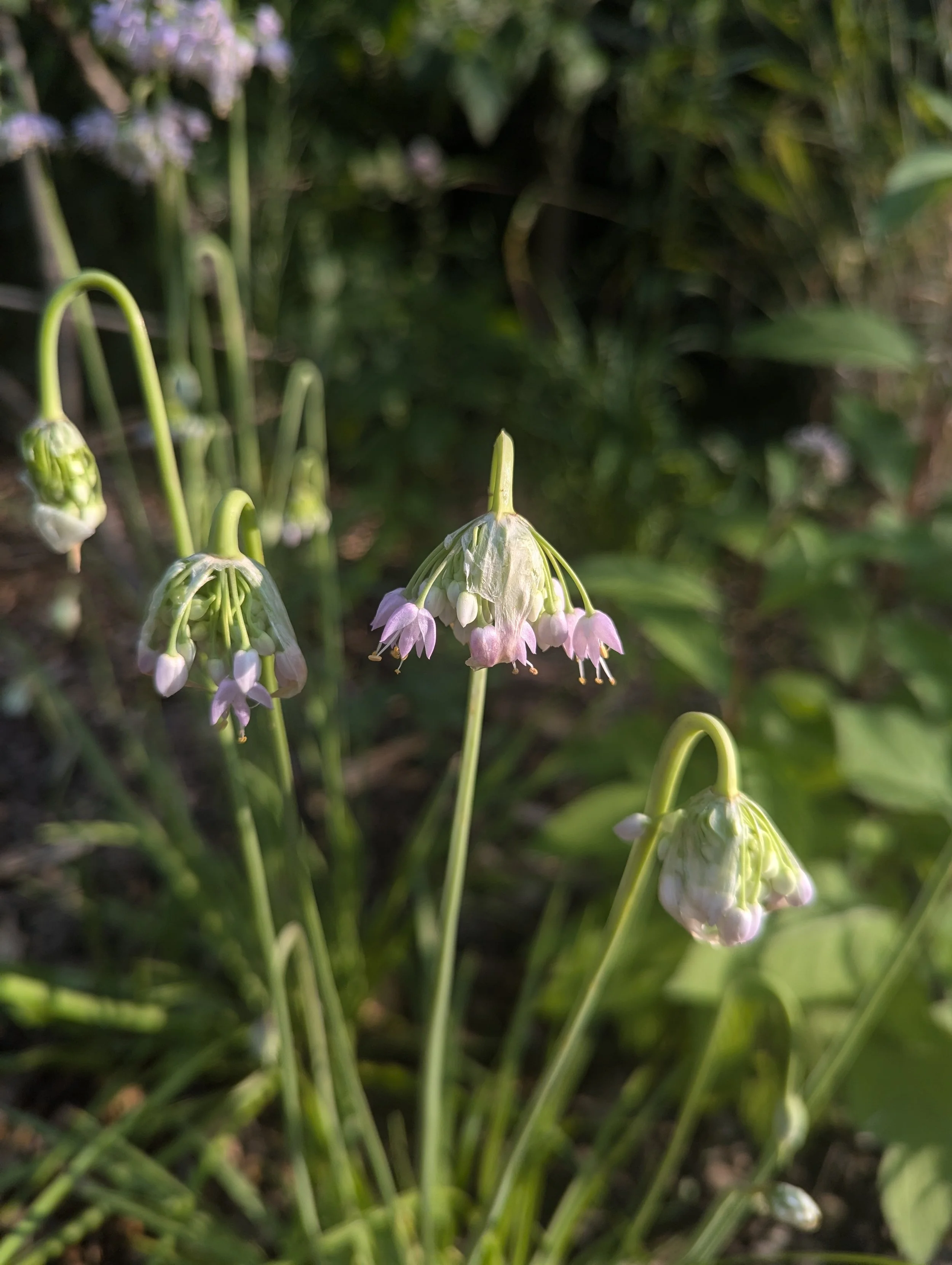 Nodding Onion