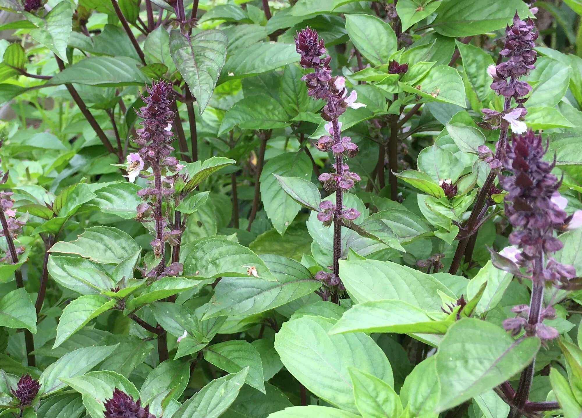 Cinnamon Basil