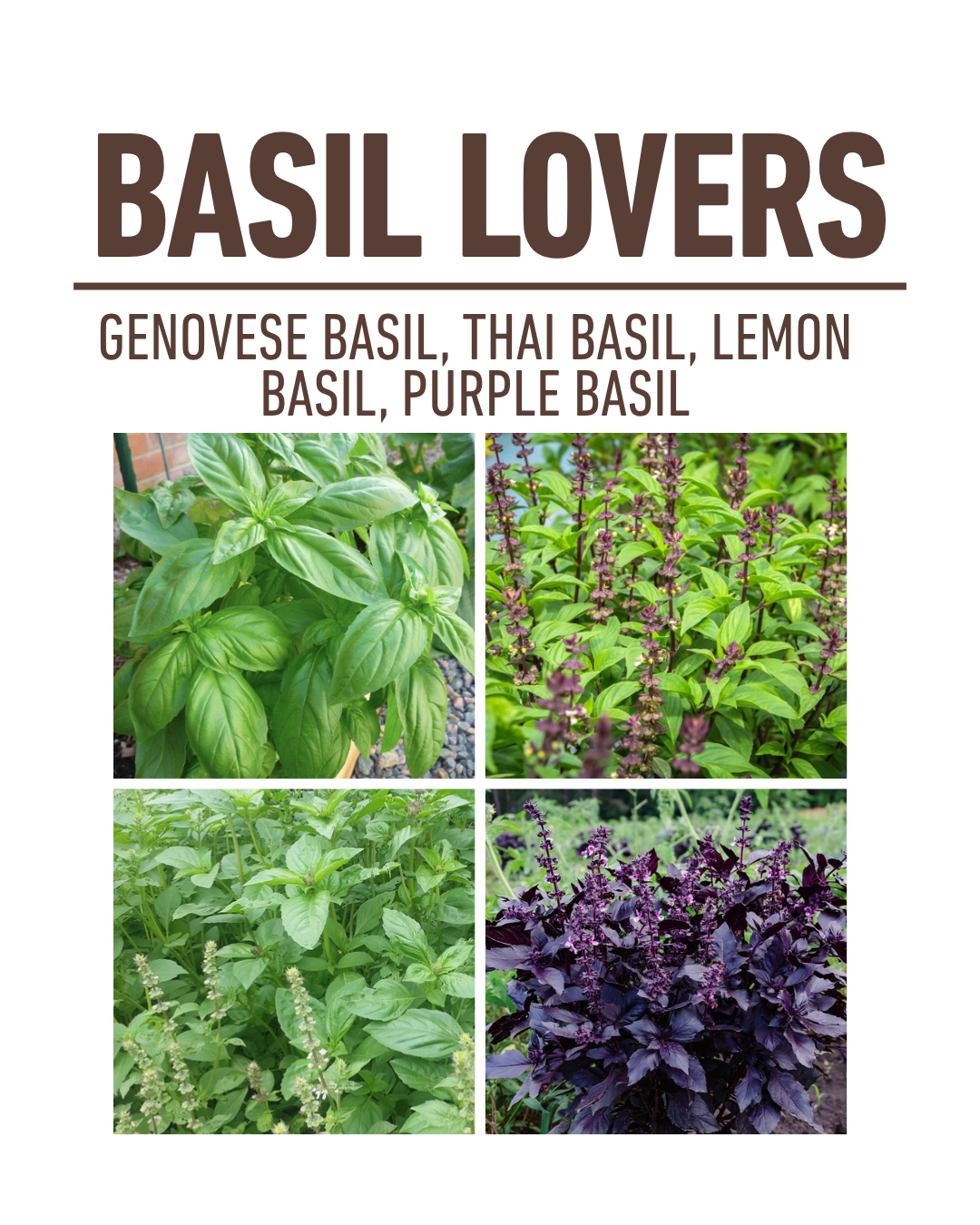 Basil Lovers Container Garden