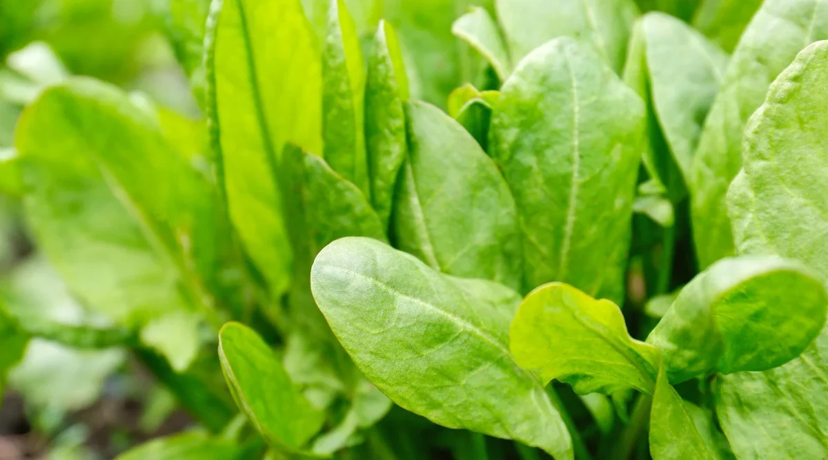 Sorrel