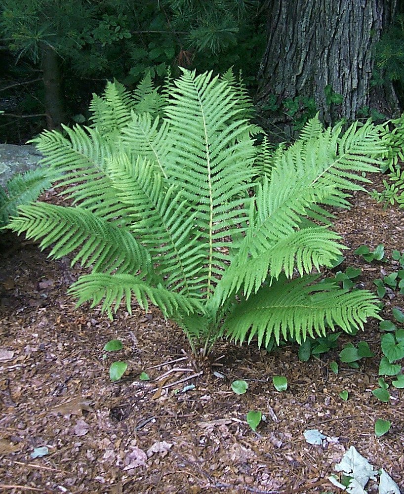 Ostrich Fern