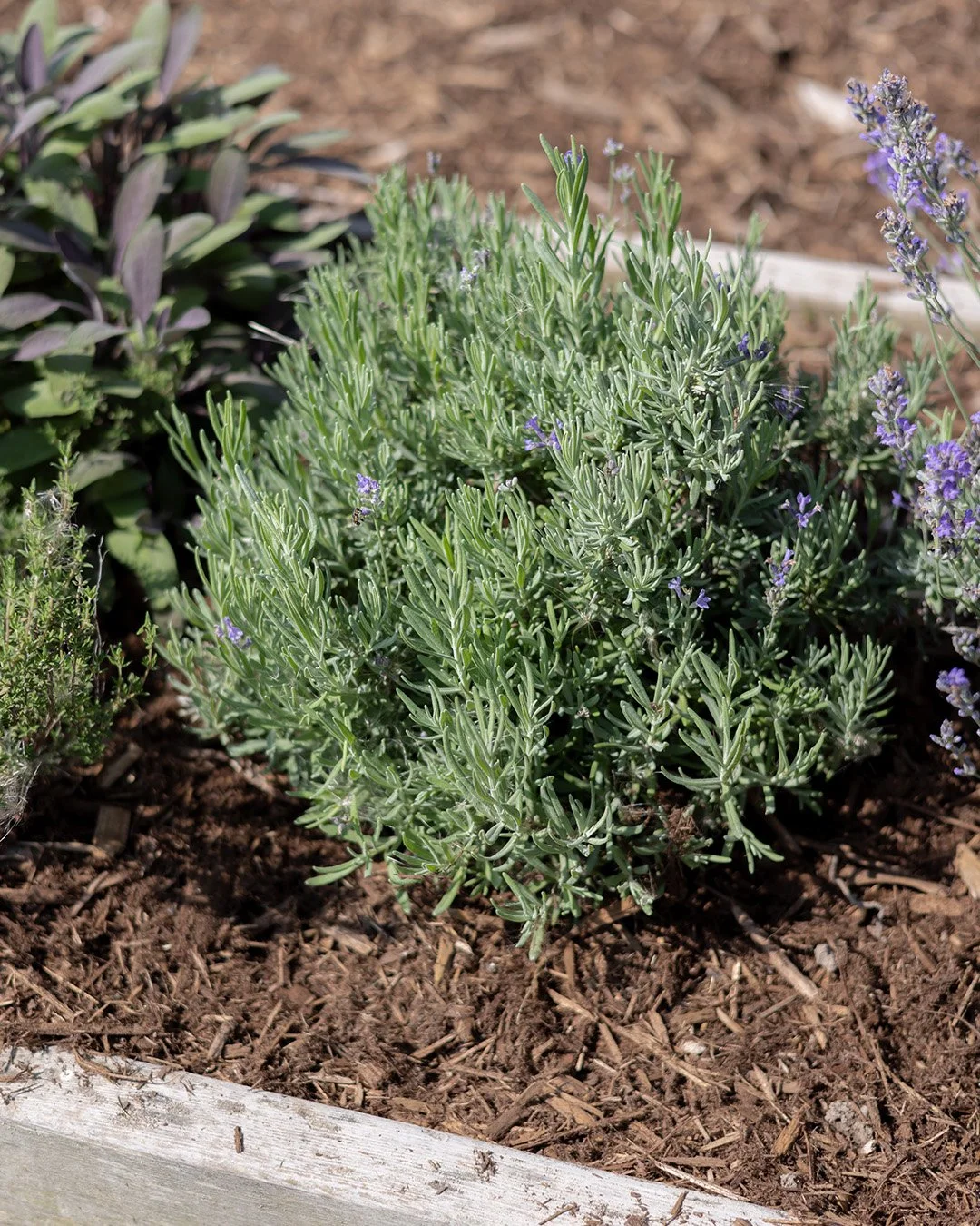 Lavender