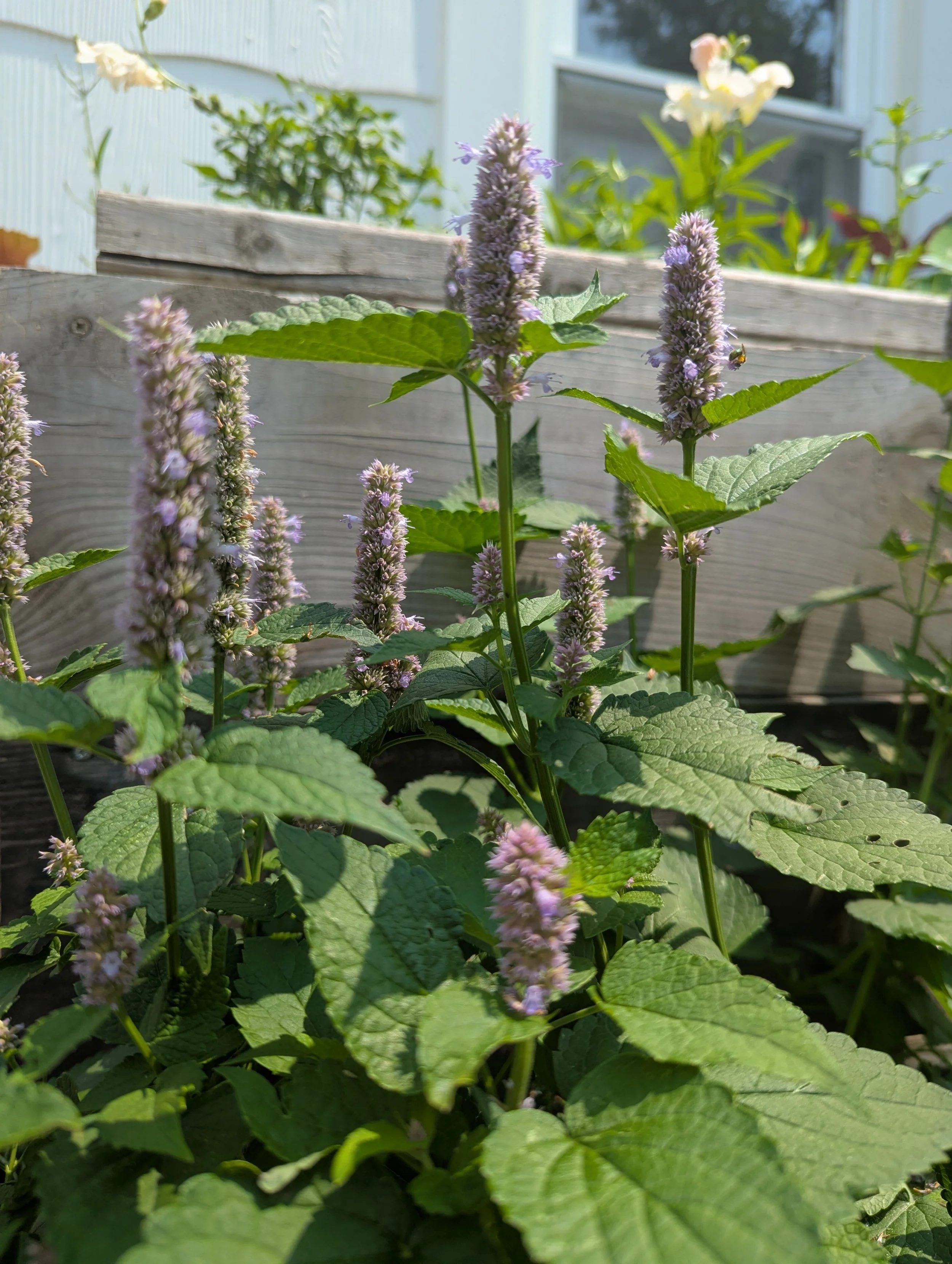Anise Hyssop