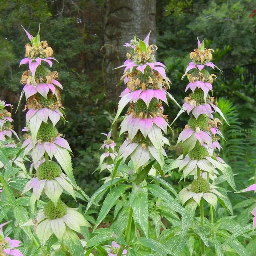 Spotted Bee Balm