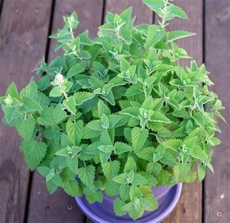 Catmint
