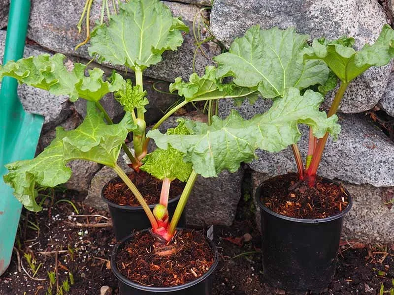 Rhubarb