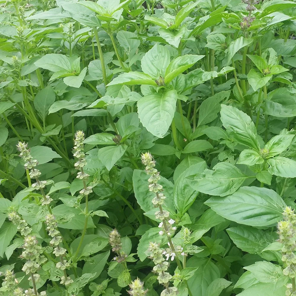 Lemon Basil