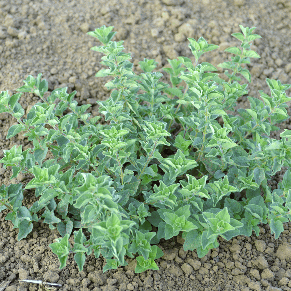 Oregano