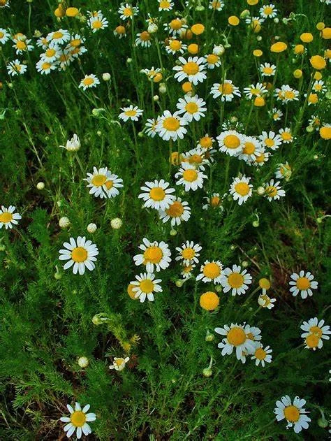 Chamomile