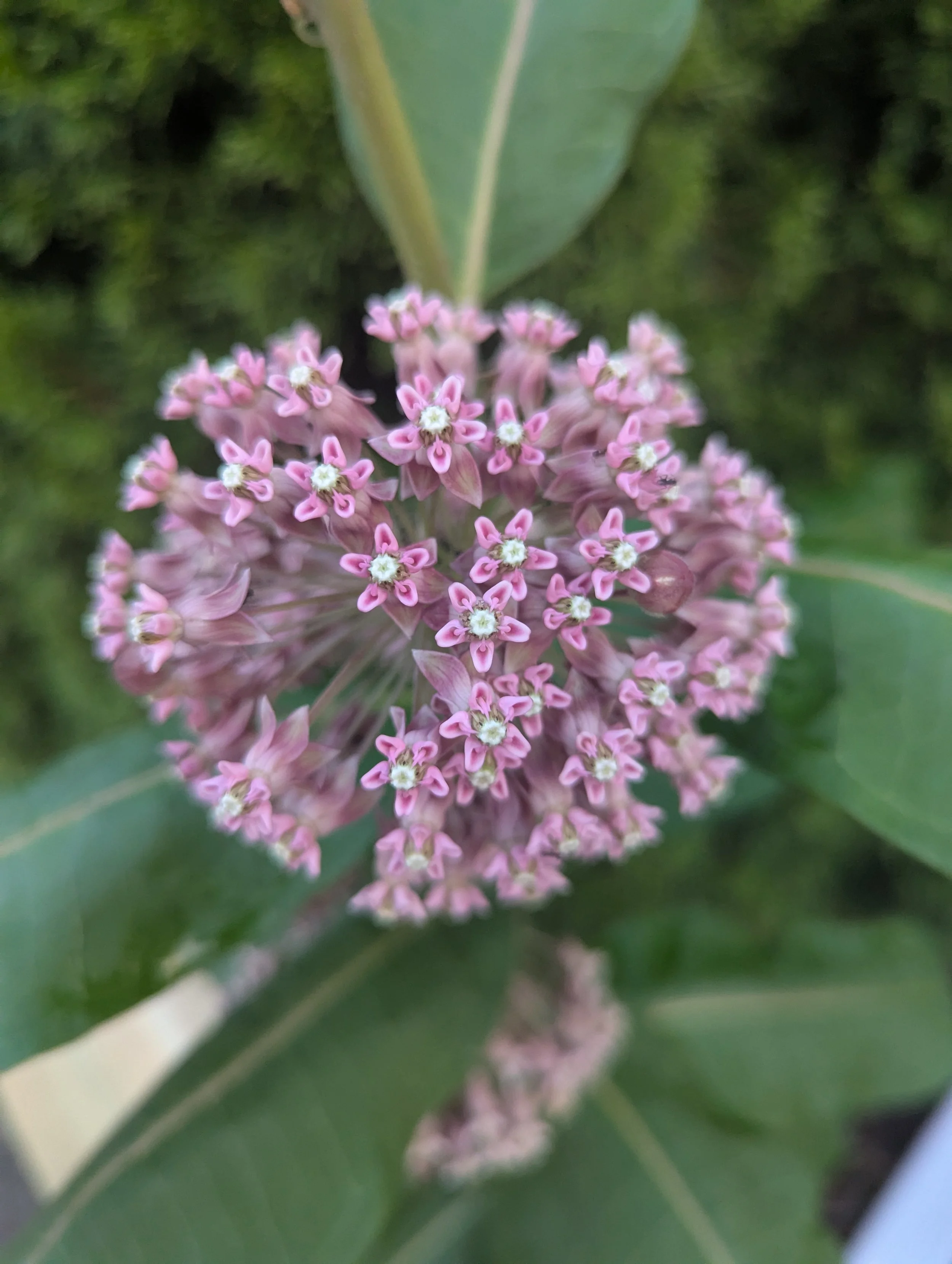 Milkweed