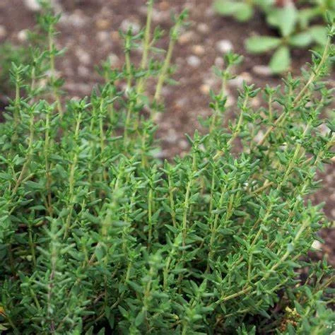 Thyme