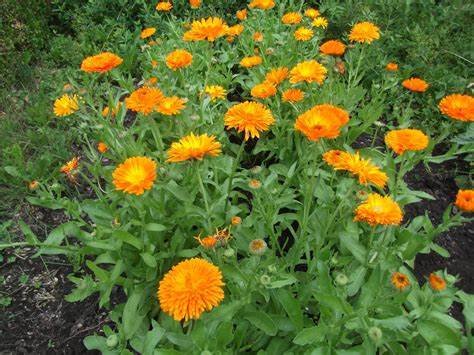 Calendula