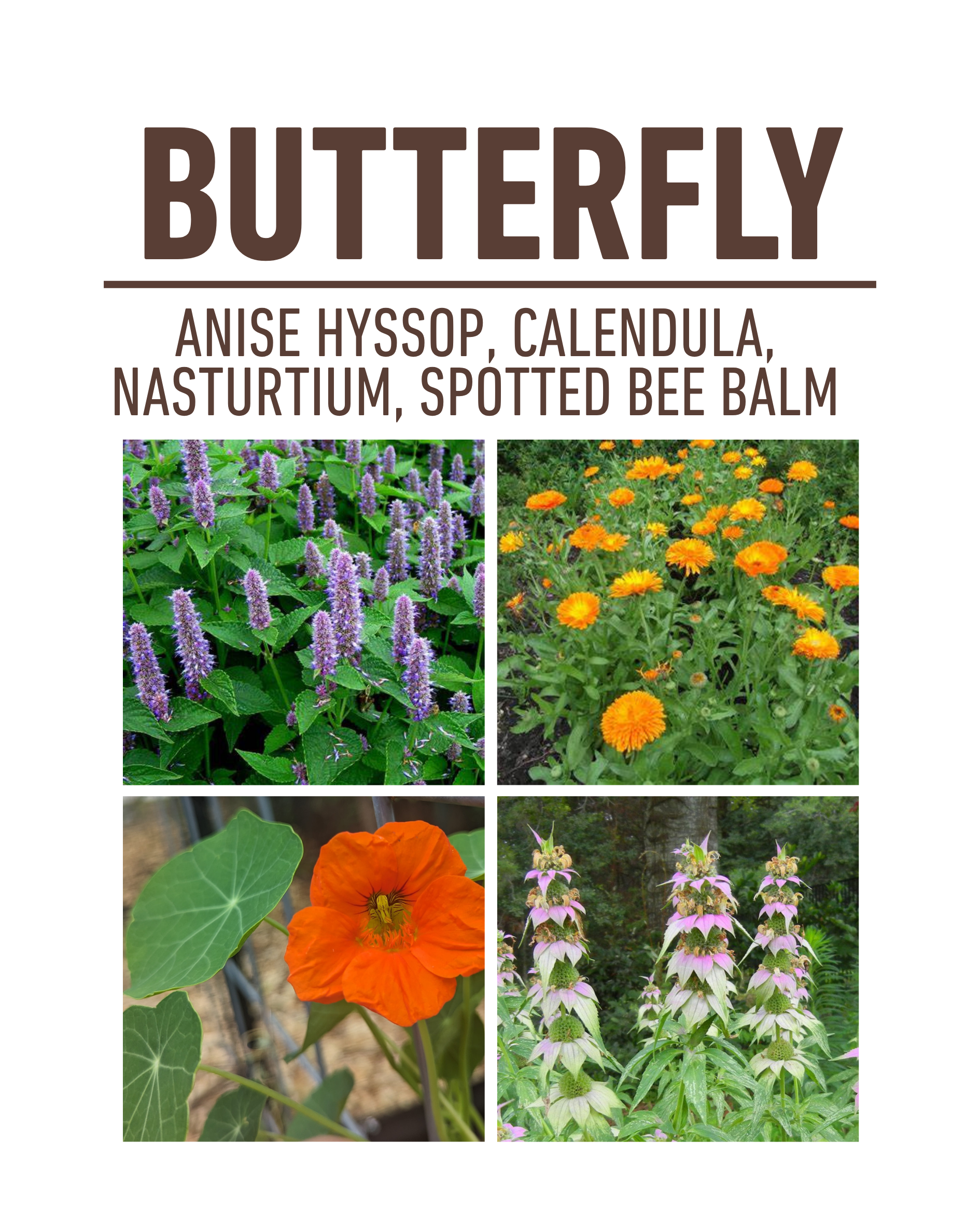 Pollinator-Friendly Container Garden