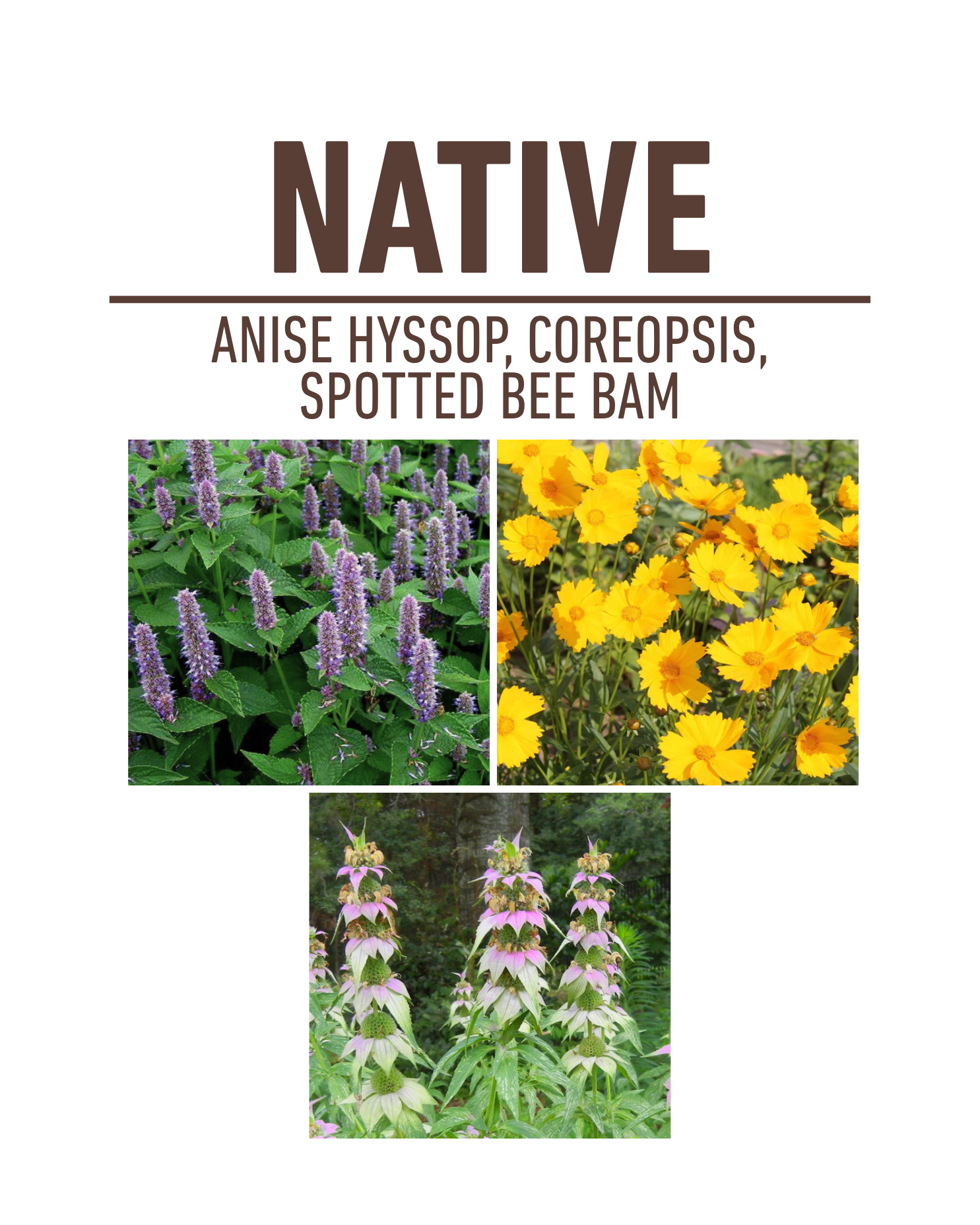 Native Flowers Container Garden