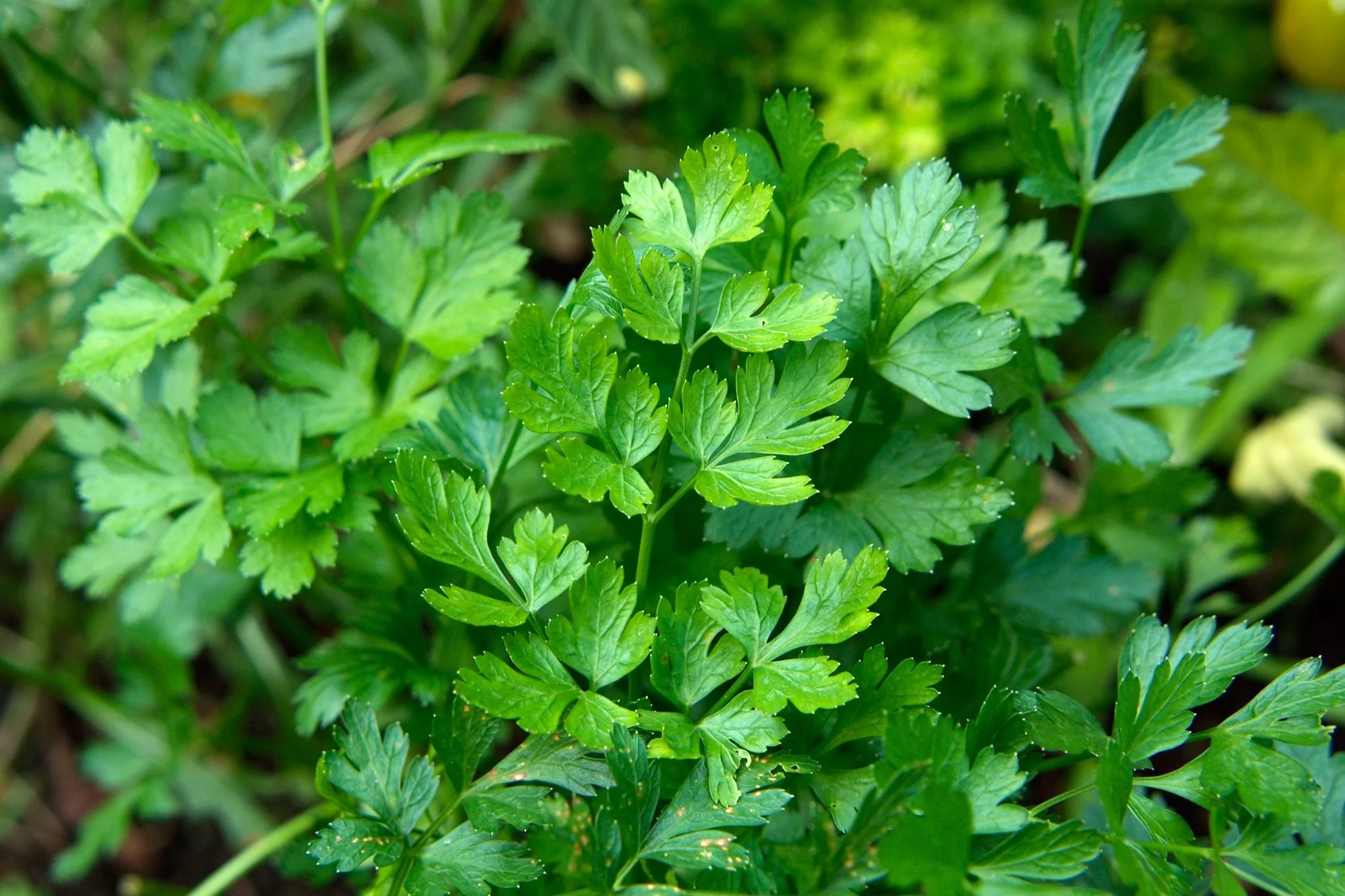 Parsley