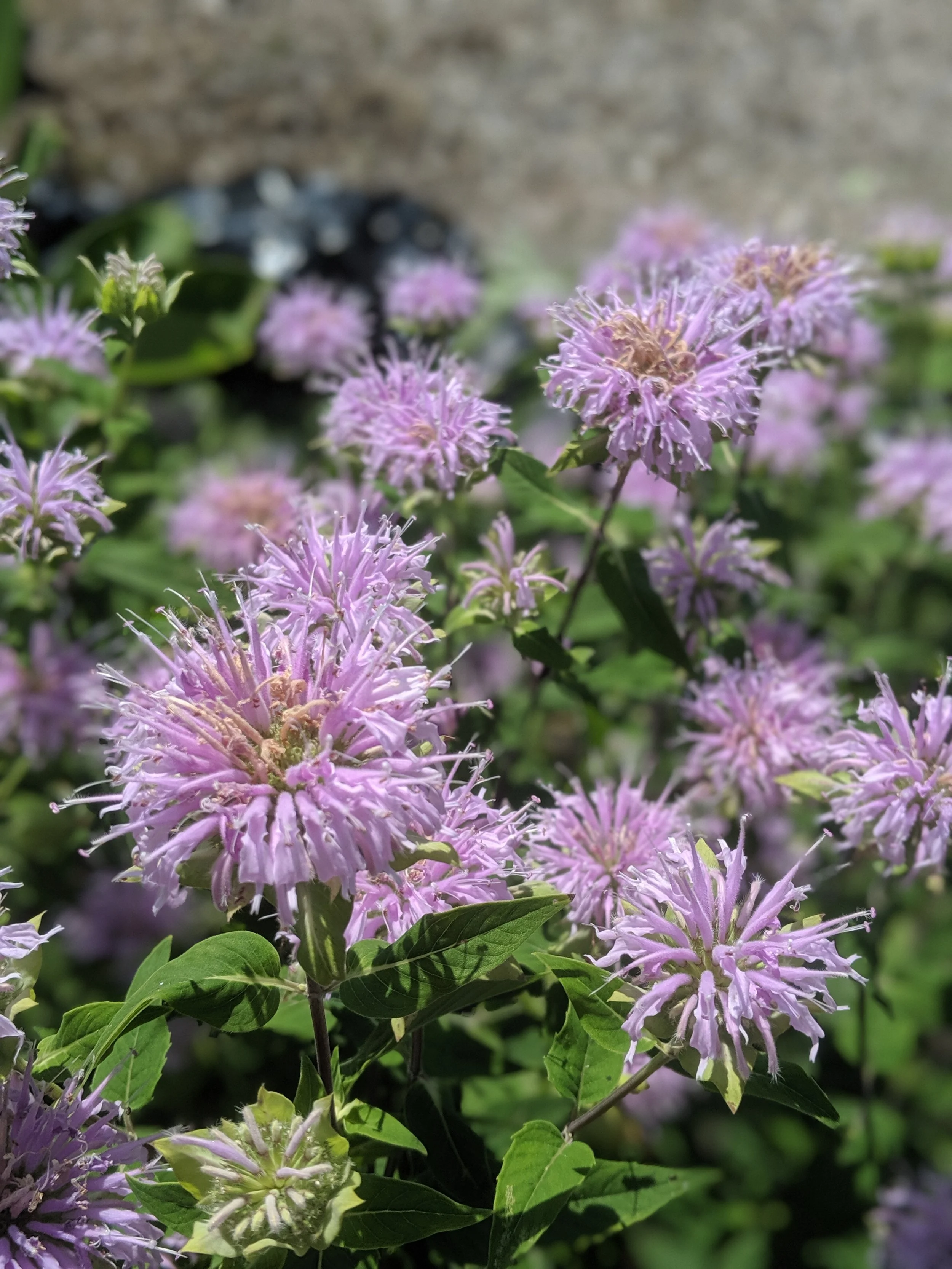 Wild Bergamot