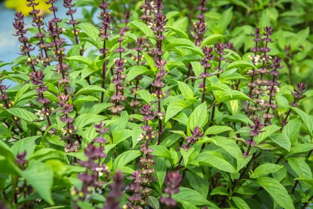Thai Basil