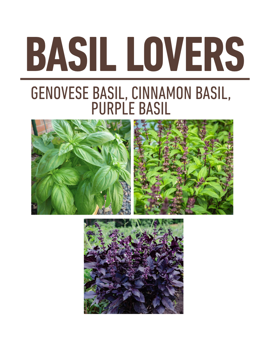 Basil Lovers Container Garden