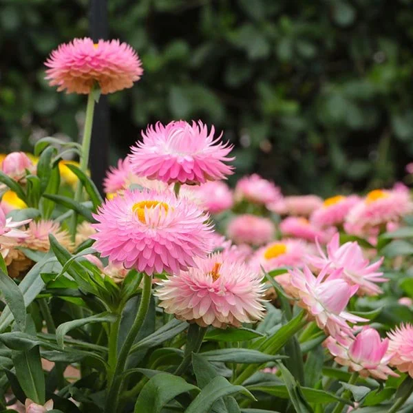 Bracteantha-Cottage-Pink-Costa-Farms-Annual_1000x1000.jpg