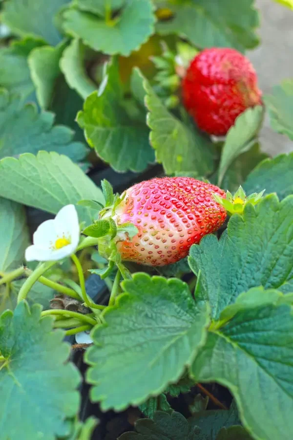 Strawberry