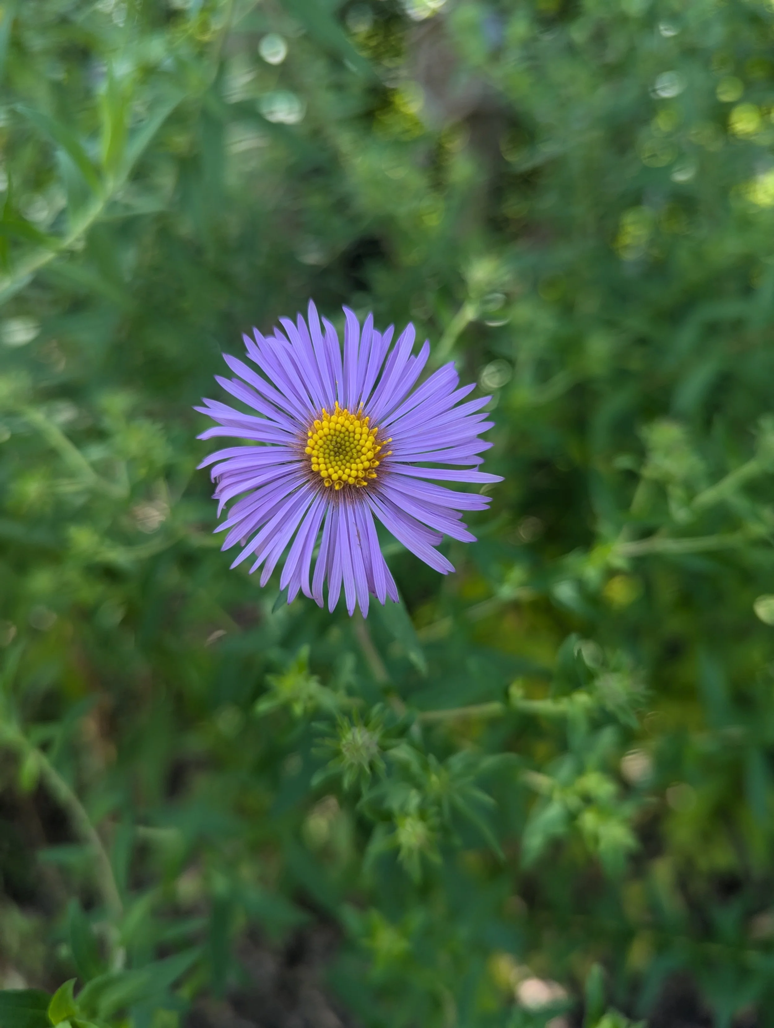 Smooth Blue Aster