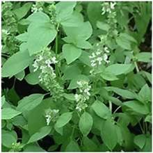 Lime Basil