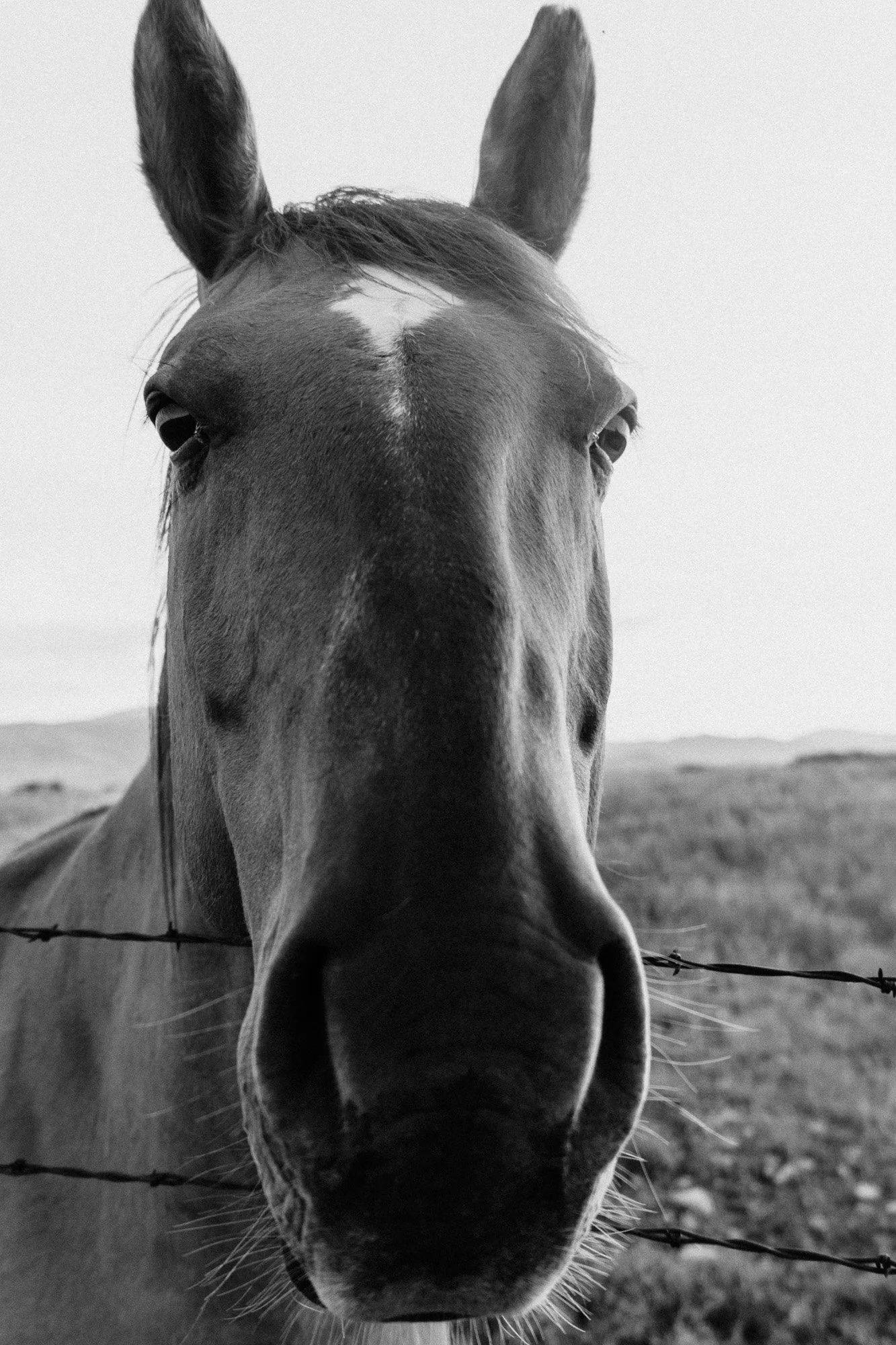 Close-up of a horse's face in black and white, with a focus on its nose and eyes, standing outdoors near a barbed wire fence.