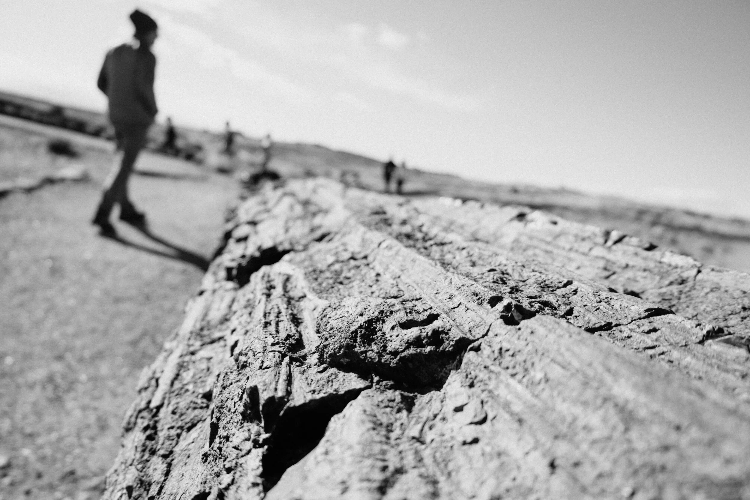 Black and White Petrified Forest National Park close up of a log, with blurred person in the background.