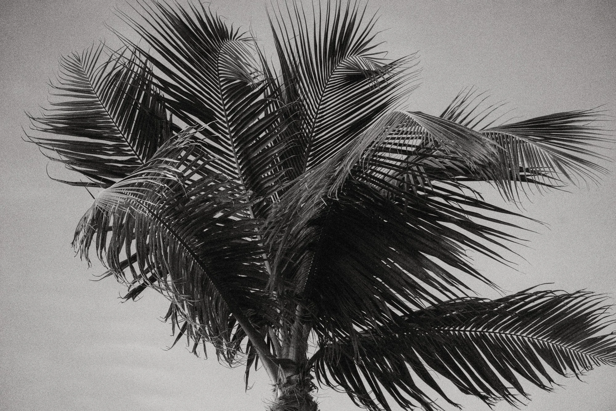 A black and white photo of a Florida Keys palm tree fronds against the sky.