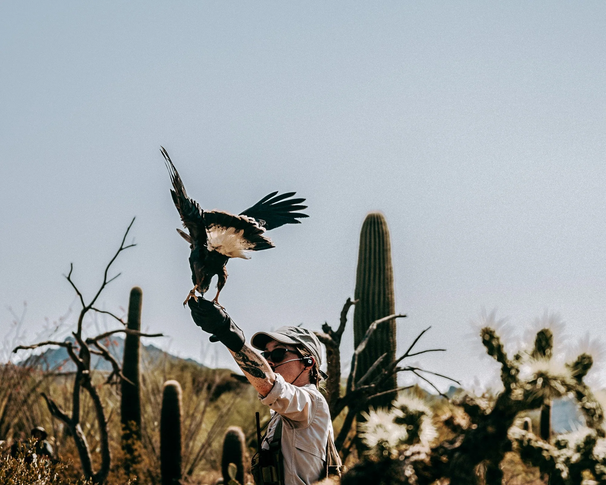 Sonoran Desert Museum in Arizona. A person wearing a hat and sunglasses with tattoos on their arm, reaching up towards a Hawk landing on her hand. Cactus in the desert landscape with mountains in the background.