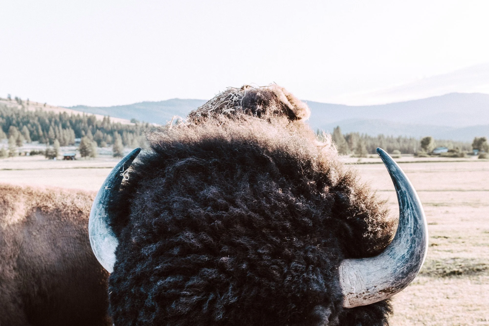 Close-up of a bison's head with dark fur, curved horns, and landscape in the background.