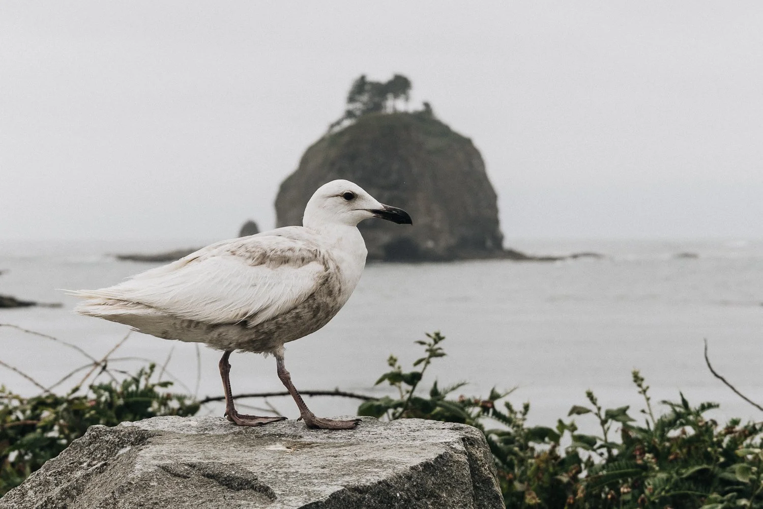 Olympic National Park, Washington. A seagull standing on a rock near the ocean with a large rocky island in the background, surrounded by foggy, overcast sky.