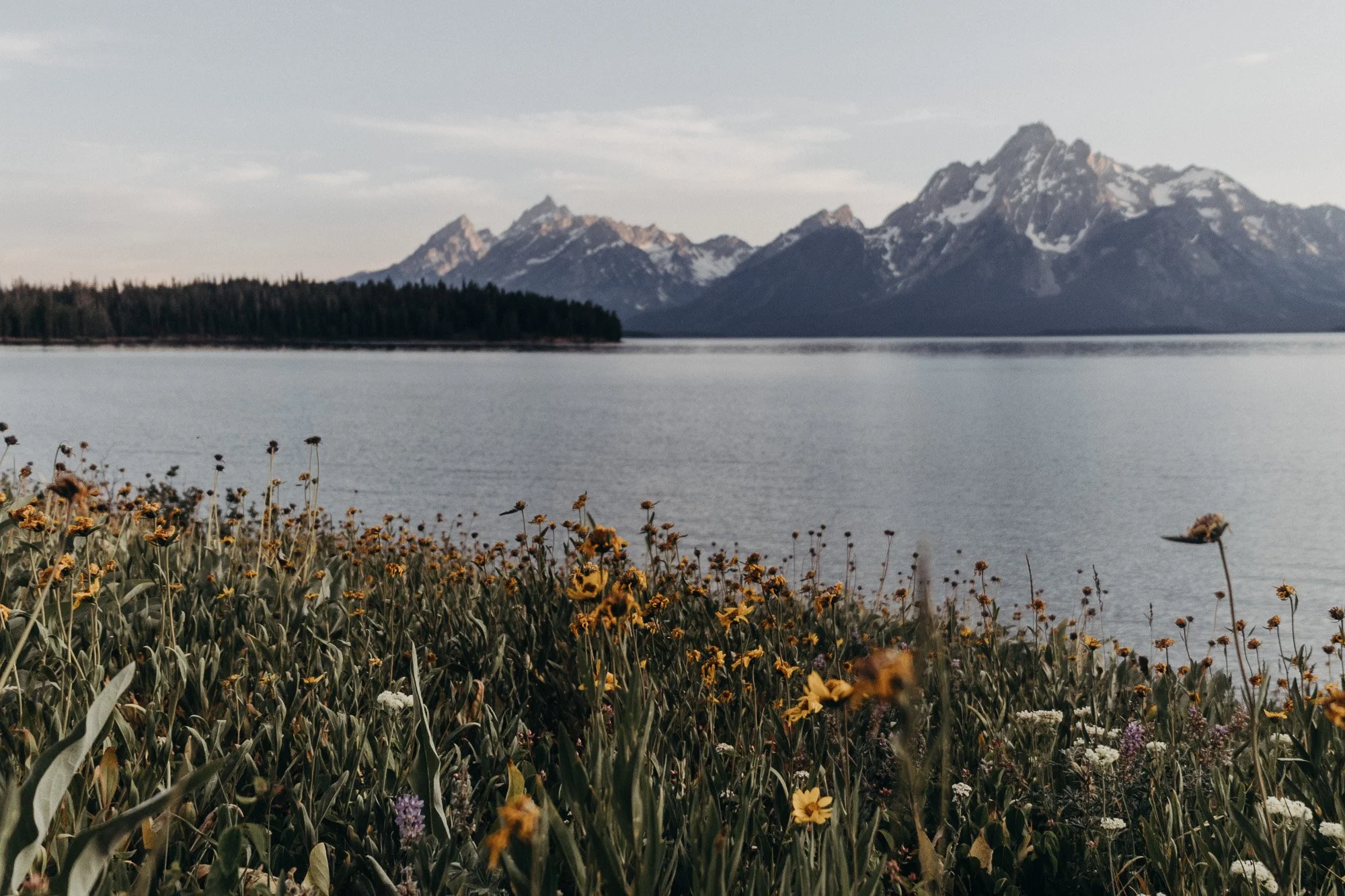 Grand Teton National Park, Wyoming. Wildflowers in the foreground with a lake and mountain range in the background.
