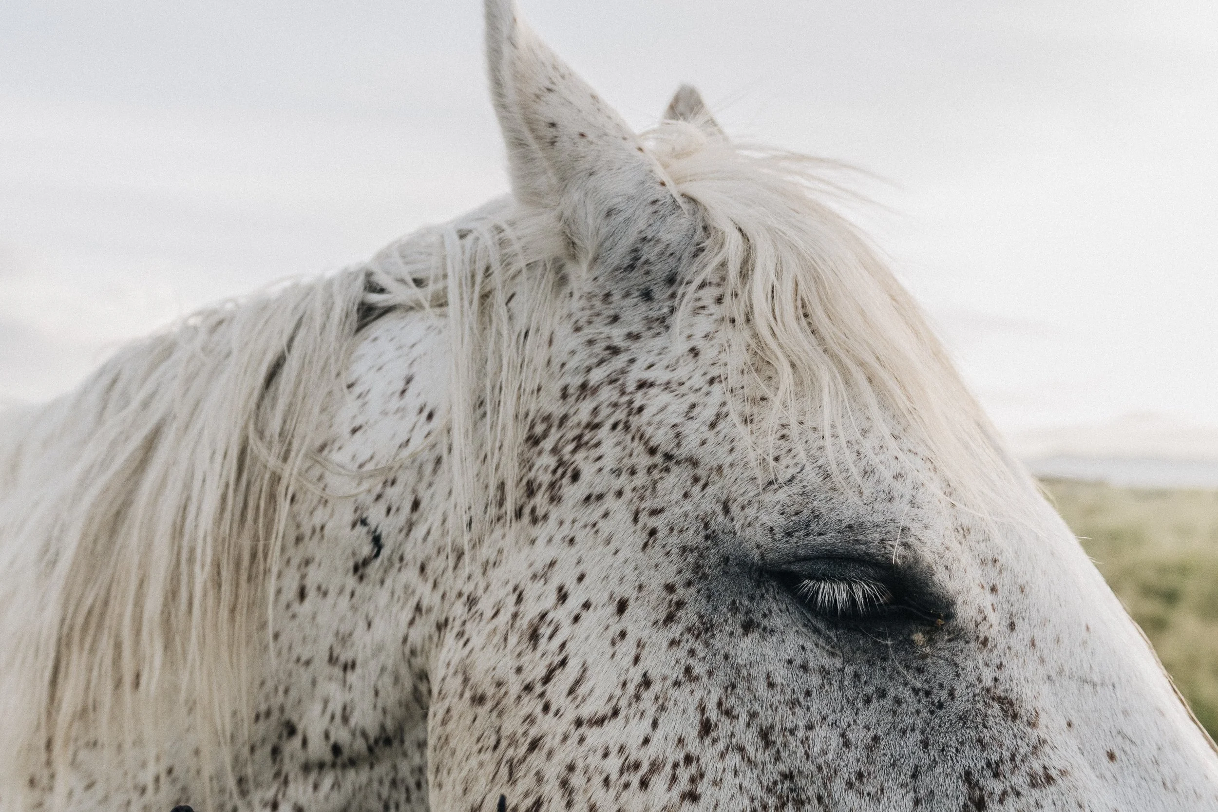 Close-up of a white horse with black spots, showing its mane, eye, and part of its face against a light sky background.