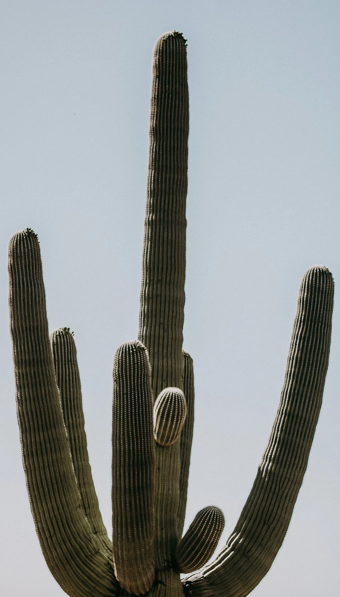 Close-up of a tall saguaro cactus against a clear sky, showing multiple arms and detailed ridges.