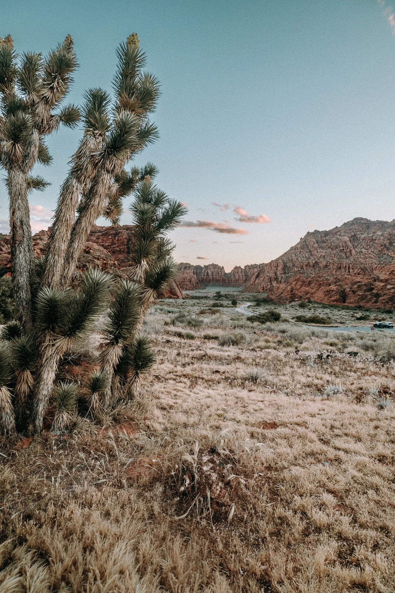 Snow Canyon State Park, Utah. Desert landscape with Joshua trees in the foreground, red rock formations in the background, and a clear blue sky with a few clouds.