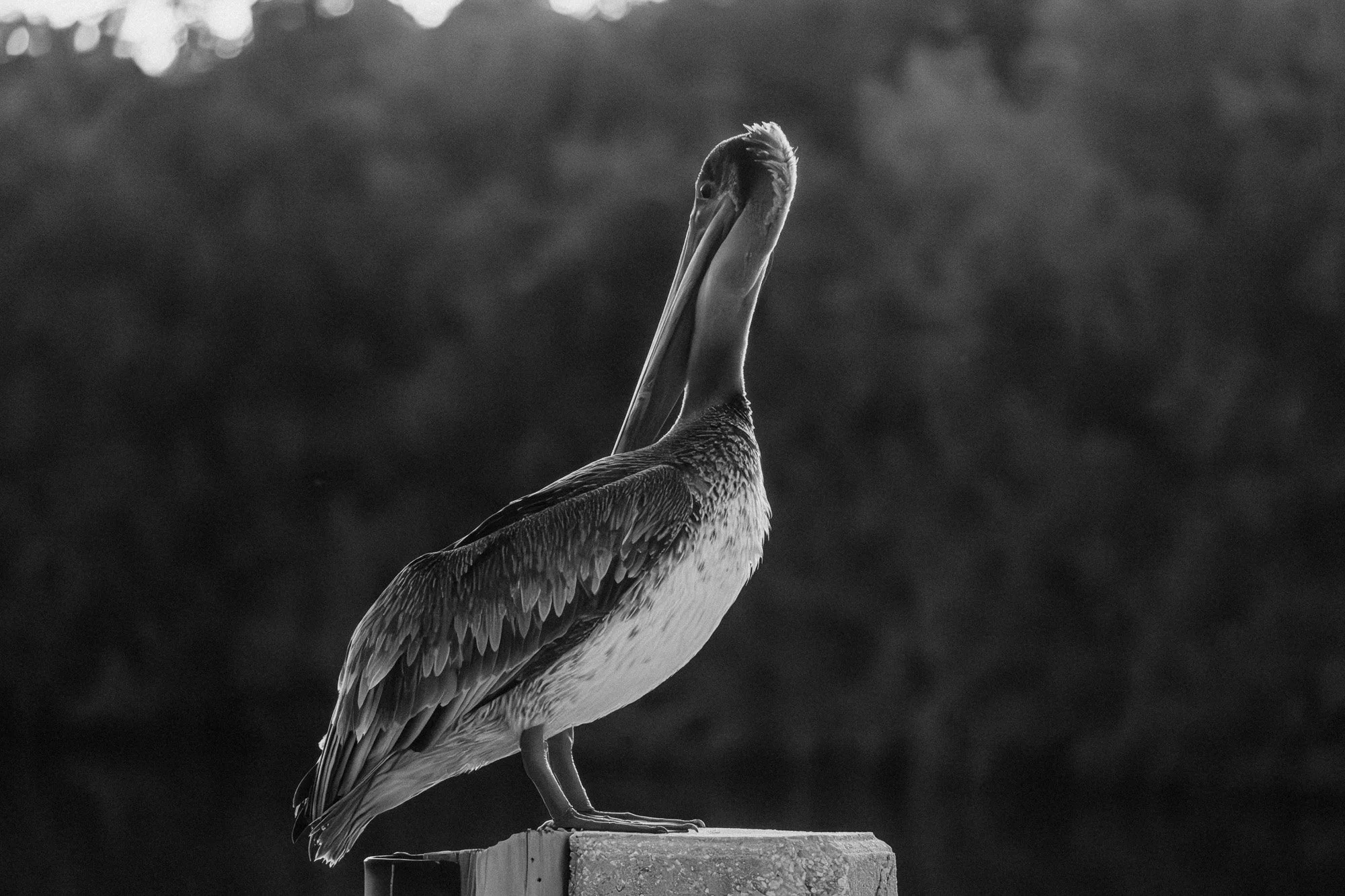 A black and white photo of a pelican standing on a concrete surface, with a blurred natural background.