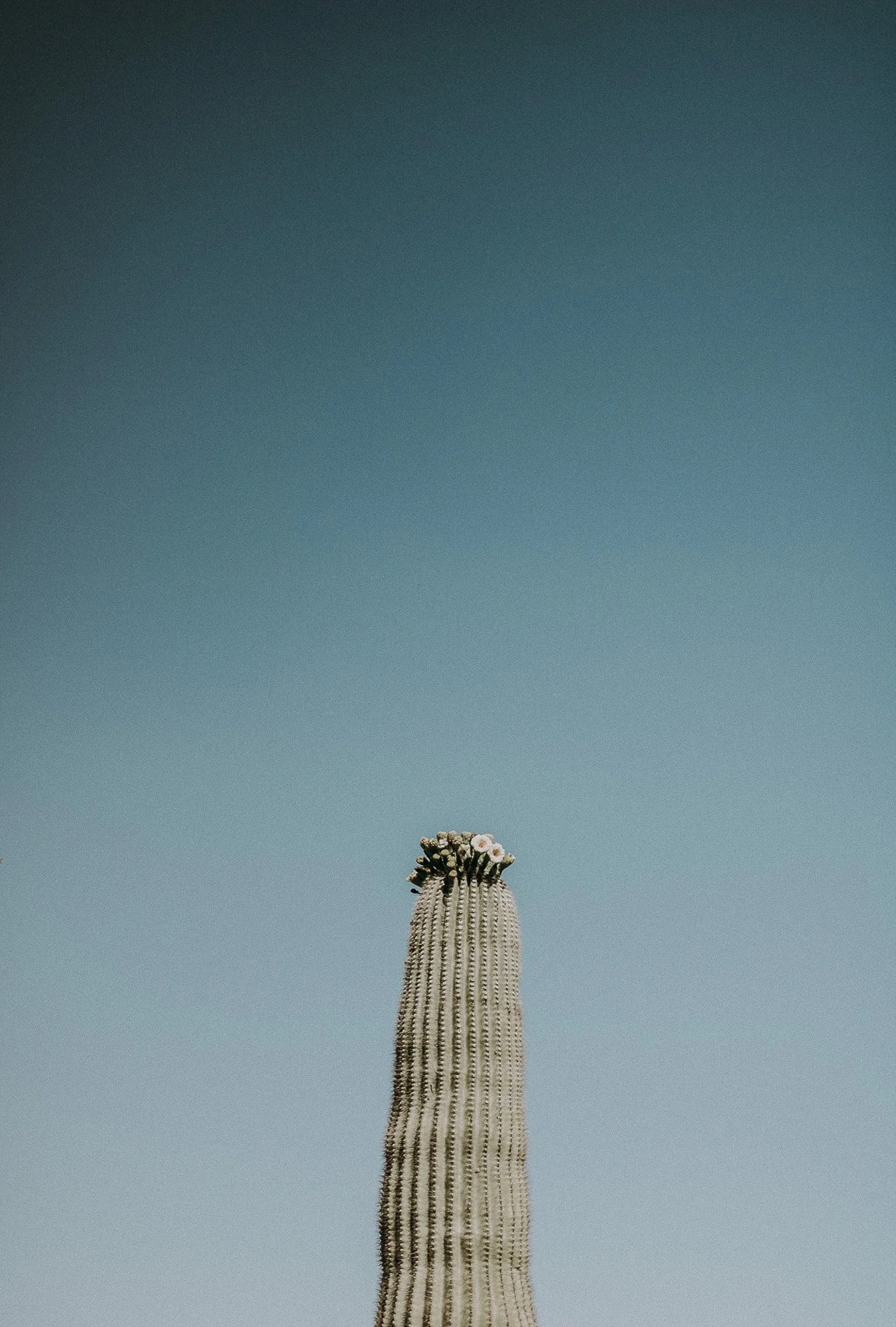A tall saguaro cactus with small white flowers and blossoms at the top, against a clear blue sky.