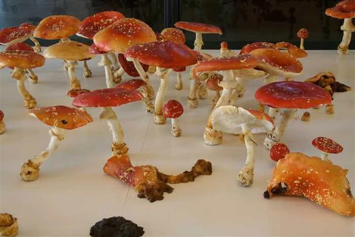 Amanita Muscaria Field