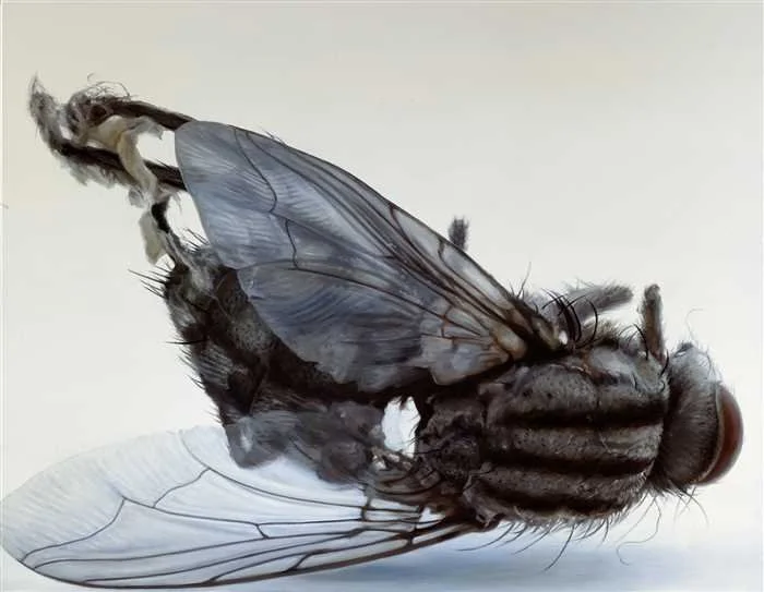 Fly