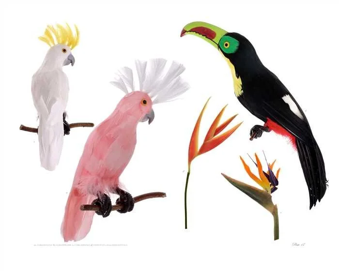 Plate 17
