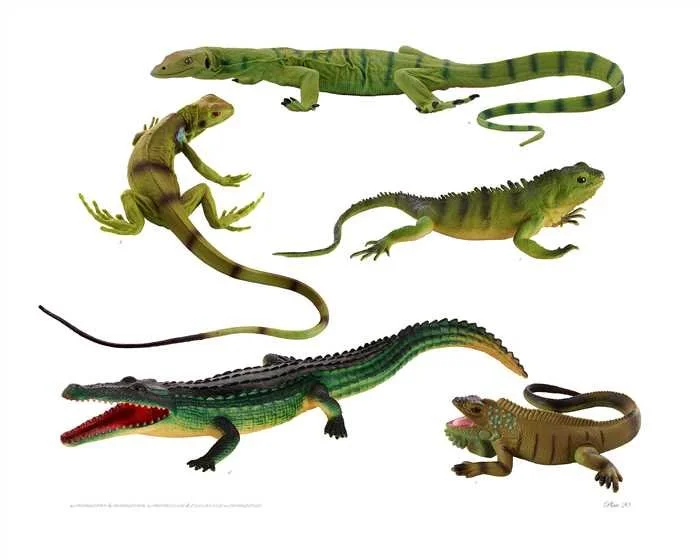 Plate 20