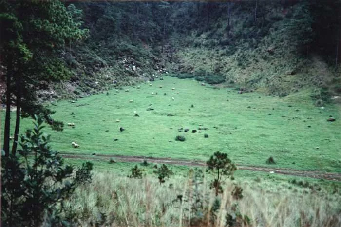 Sheeps and Tires