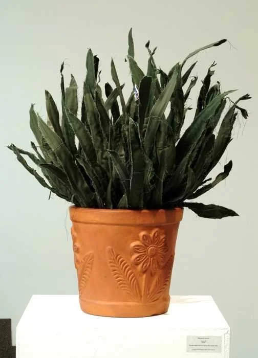 Yucca #2