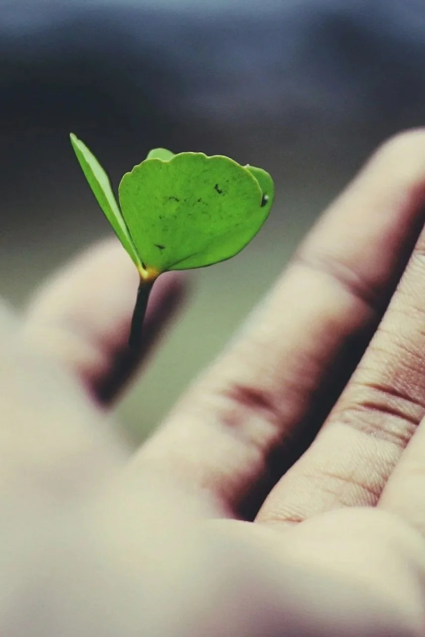 Close-up of a tiny green sprout with two small leaves being held delicately by fingers.