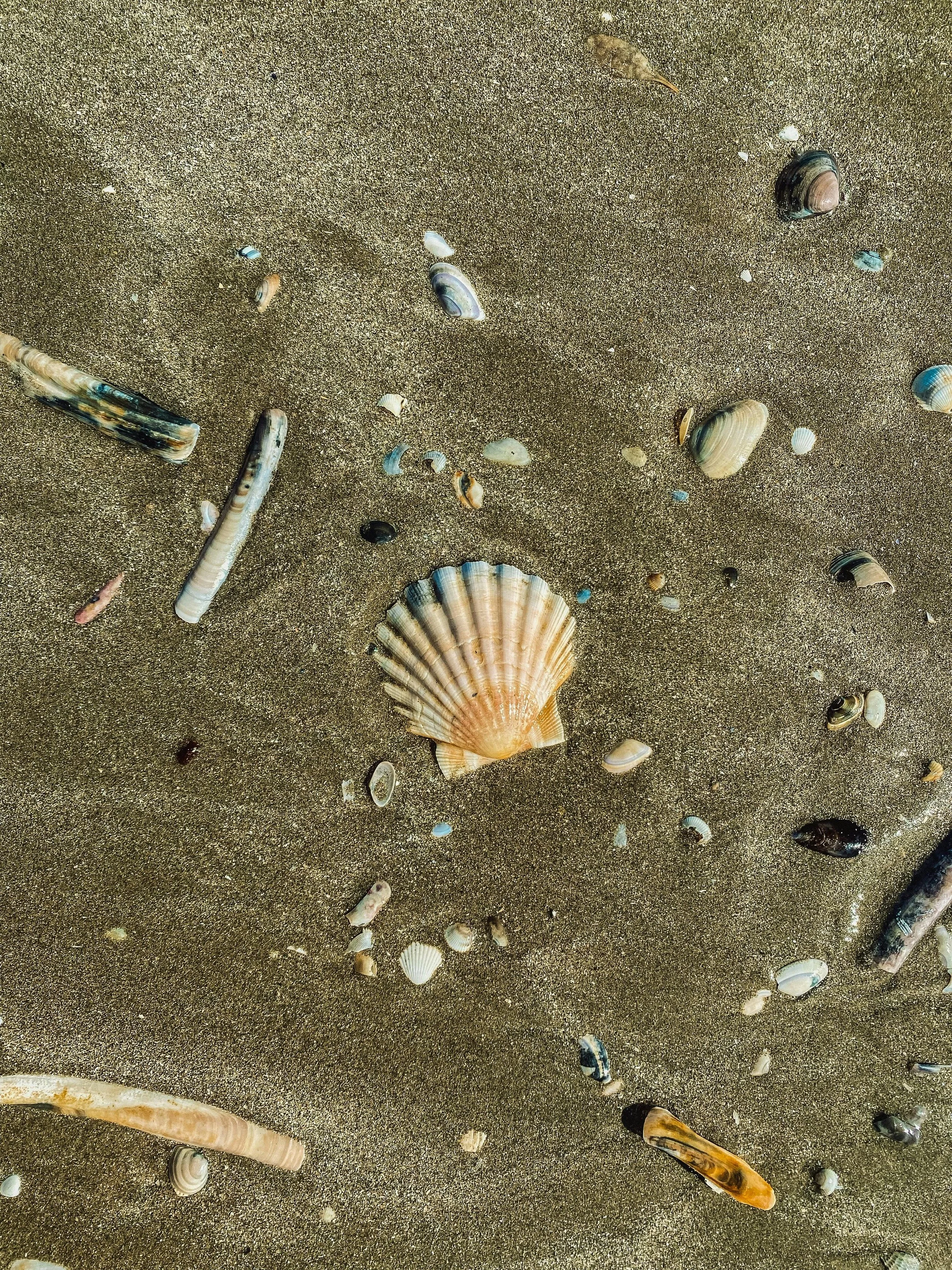 Close-up of a sandy beach with various seashells scattered across the surface.