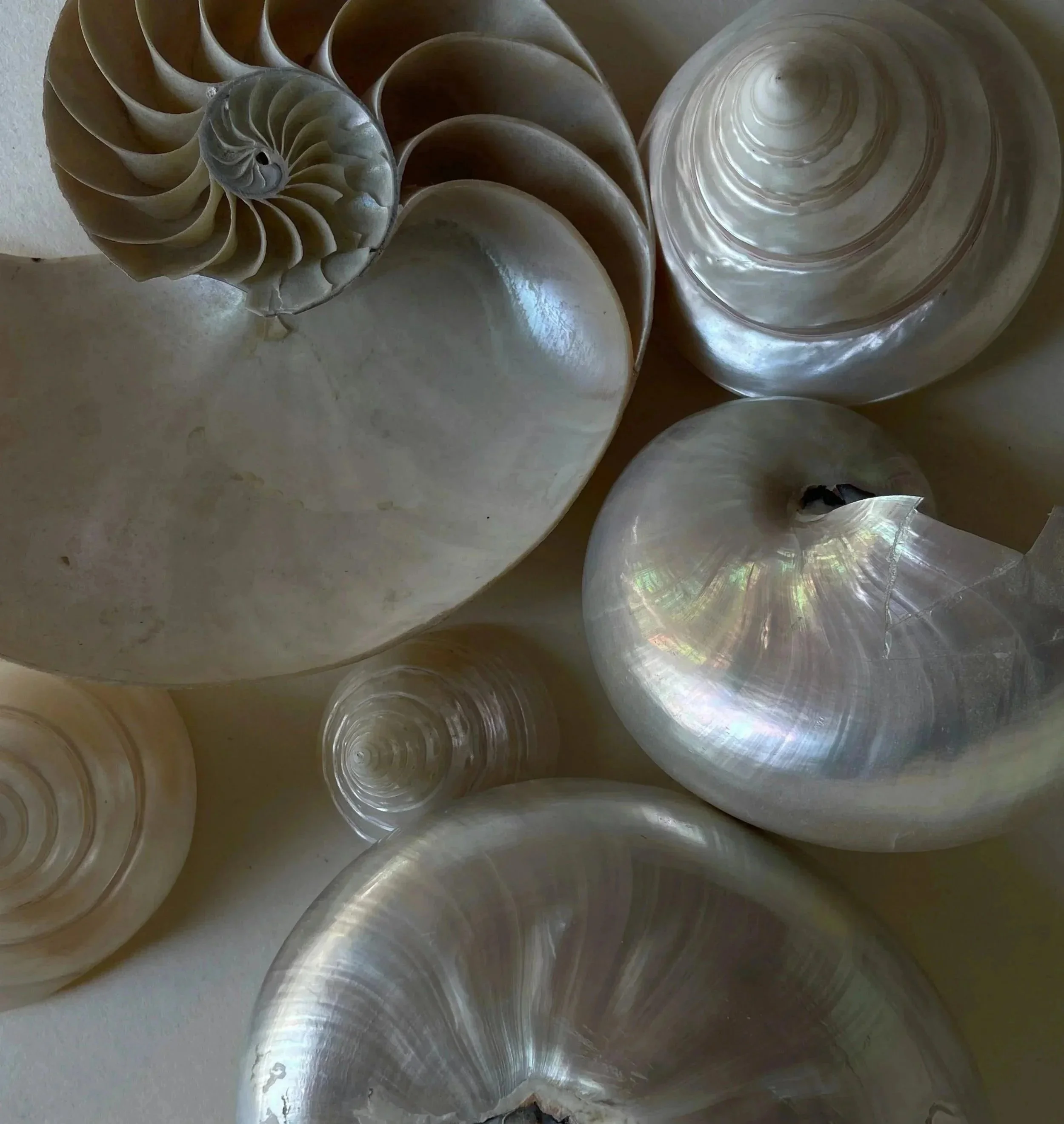 Close-up of a collection of seashells, including a large nautilus shell and other spiral shells, arranged on a flat surface.