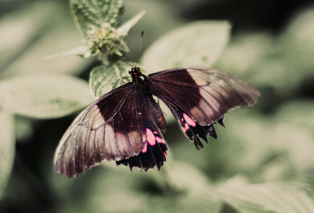 A close-up of a dark butterfly with pink spots on its wings resting on green leaves.